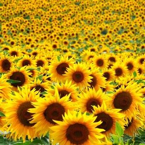 Meet your Posher, Margaux